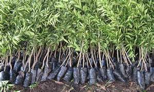 Tree seedlings Seedlings are great for a smal amount of monet