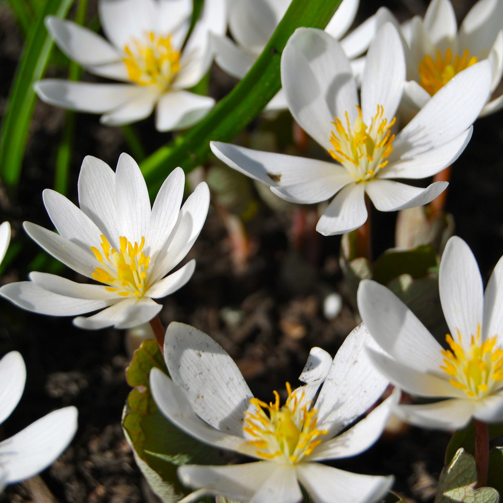 flowers bloodroot sanguinaria canadensis plants plant salve scotia nova flowering forest temperate north herbs native treatment eastern cancer america garden
