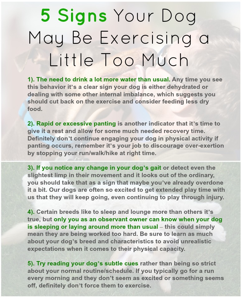 Is it Possible for Your Dog to Exercise Too Much? Dr Goodpet