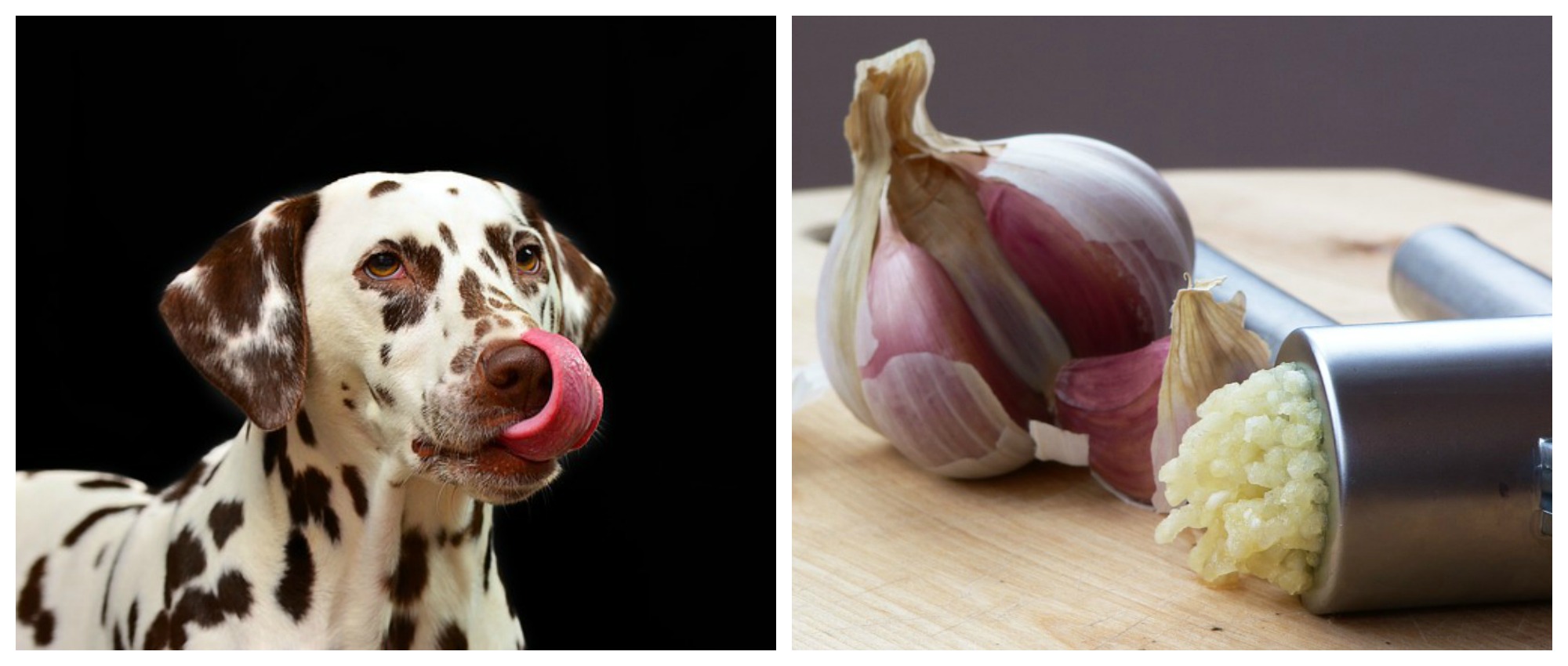 garlic dogs garlic is great for humans toxic for our pets dr goodpet garlic dogs garlic is great for humans toxic for our pets dr goodpet