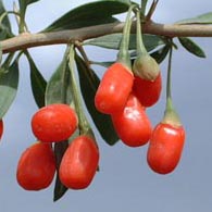 goji-berries-on-vine.jpg goji-berries-on-vine.jpg