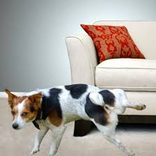 Air Conditioned Dog Houses | Heated and Cooled Dog House Air Conditioned Dog Houses | Heated and Cooled Dog House