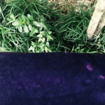 eggplantcottonvelvet.jpg eggplantcottonvelvet.jpg