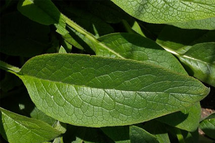 comfrey leaf