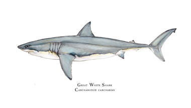 great white shark carcharodon carcharias 11x14 fine art print