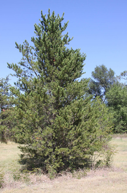 Jack Pine A+2, over 500 Trees Jack Pine A+2, over 500 Trees
