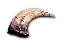 authentic velociraptor claw