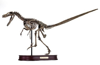 raptor dinosaur skeleton