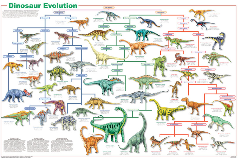 Dinosaur Evolution Poster - Dan's Dinosaurs