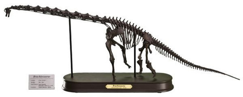 skeleton brachiosaurus