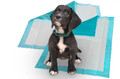 Basic Puppy Training Pad 17"x24" (Case of 1200 Pads)