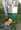 Rocket Stove