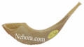 Israeli Shofar (Rams Horn)