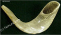 A Medium Shofar