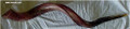 A Large Yemenite Shofar-Approximately 34 inch     שופר תימני