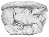 Fish & Shell Applique A11
