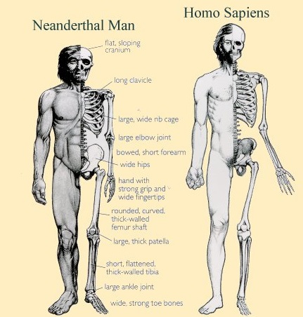 neanderthal and human comparison ile ilgili görsel sonucu