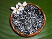 Natural Tiger Kukui Nuts