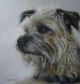      'Distracted' Study of a Border Terrier by Marc Mitchard