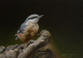   Nuthatch by Marc Mitchard