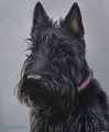  Scottie Dog Study by Marc Mitchard