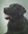 Black Labrador Study by Marc Mitchard