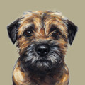 Border Terrier limited edition print by Justine Osborne