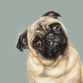 Pug Study I Limited edition print by Justine Osborne