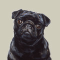 Pug Study II Limited edition print by Justine Osborne