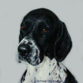 English Pointer A Limited edition print by Justine Osborne