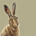 'Glimpse' Hare Study - Limited edition print by Justine Osborne