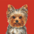 Yorkie Study Limited edition print by Justine Osborne