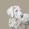 Weimaraner Study by Justine Osborne