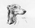  Greyhound Study A Charcoal Drawing by Justine Osborne