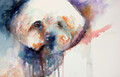        Pure Affection Bichon Frise Watercolour by Jean Haines