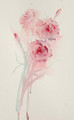  Pink Whispers a Floral Study in Watercolour by Jean Haines