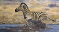 Waterhole Panic - a zebra study by Paul Apps