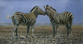 Namibian Whispers - A Zebra Study by Paul Apps