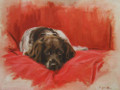 Blossom a Springer Spaniel Study by Imogen Man