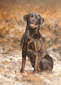   Labradorable by Paul Apps