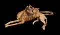 Loving Long Dogs by Jenny Reading