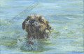 Border Terrier Study II by Kait Ballantyne