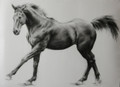    Best Foot Forward an Equine Study in Charcoal by Sam Sopwith