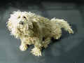 Rope Dog Sculpture by Dominic Gubb