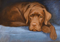 Chocolate Labrador Painting by Hazel Morgan