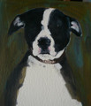Black Staffie Oil Painting by Sally Muir