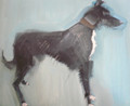 Little Lurcher an Oil Painting by Sally Muir