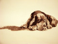 Innocence a Collagraph by Tor Hildyard