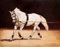 Grey on Lunge by Hazel Morgan
