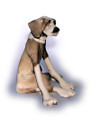 Sitting Patchy Dog by Virginia Dowe Edwards